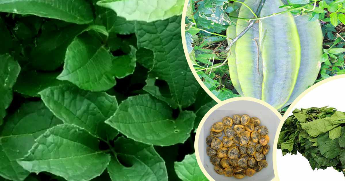 Vegetables (Tomatoes, Pepper)